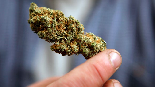 A bud of legally grown marijuana is held by a cancer patient, in Portland, Maine. A Maine business is offering free marijuana to people who clean up the streets of Gardiner, Maine.