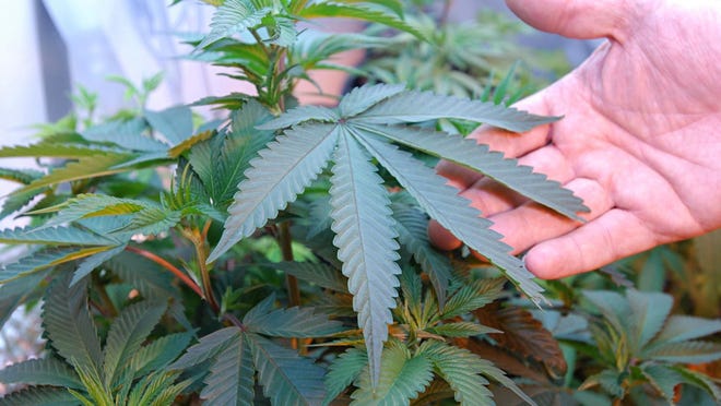 AP file photo/gannett illustration: Marijuana growing in Medford, Ore.
