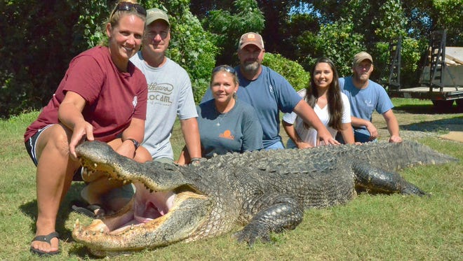 Tiffany Wienke, left, of Vicksburg sets a new state record for longest male alligator taken in public waters. The members of her hunting party are, from left, husband William Wienke, Krissie Gibson, Tim Giibson, Brandice Nowell and Dusty Oubre.