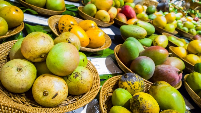 Florida's Fairchild Tropical Botanic Garden hosts its 25th annual International Mango Festival, July 1-2 in Coral Gables. The event showcases the world's largest variety of the fruit with taste tests, cooking demos, lectures, a brunch, a beer garden and an auction.